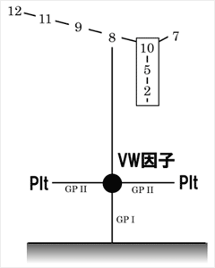 vW因子