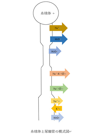 糸球体と尿細管の様式図